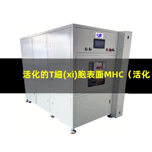 活化的T細(xì)胞表面MHC